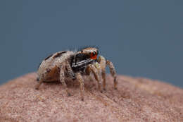 صورة Habronattus borealis (Banks 1895)