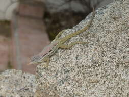 Image of Striped Anole