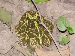 Image of Chacoan Horned Frog