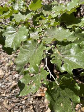 Image of Mexican redbud