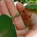 Image of Byttneria urticifolia K. Schum.