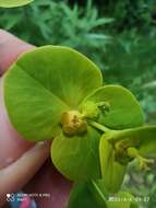 Image of Euphorbia paniculata Desf.