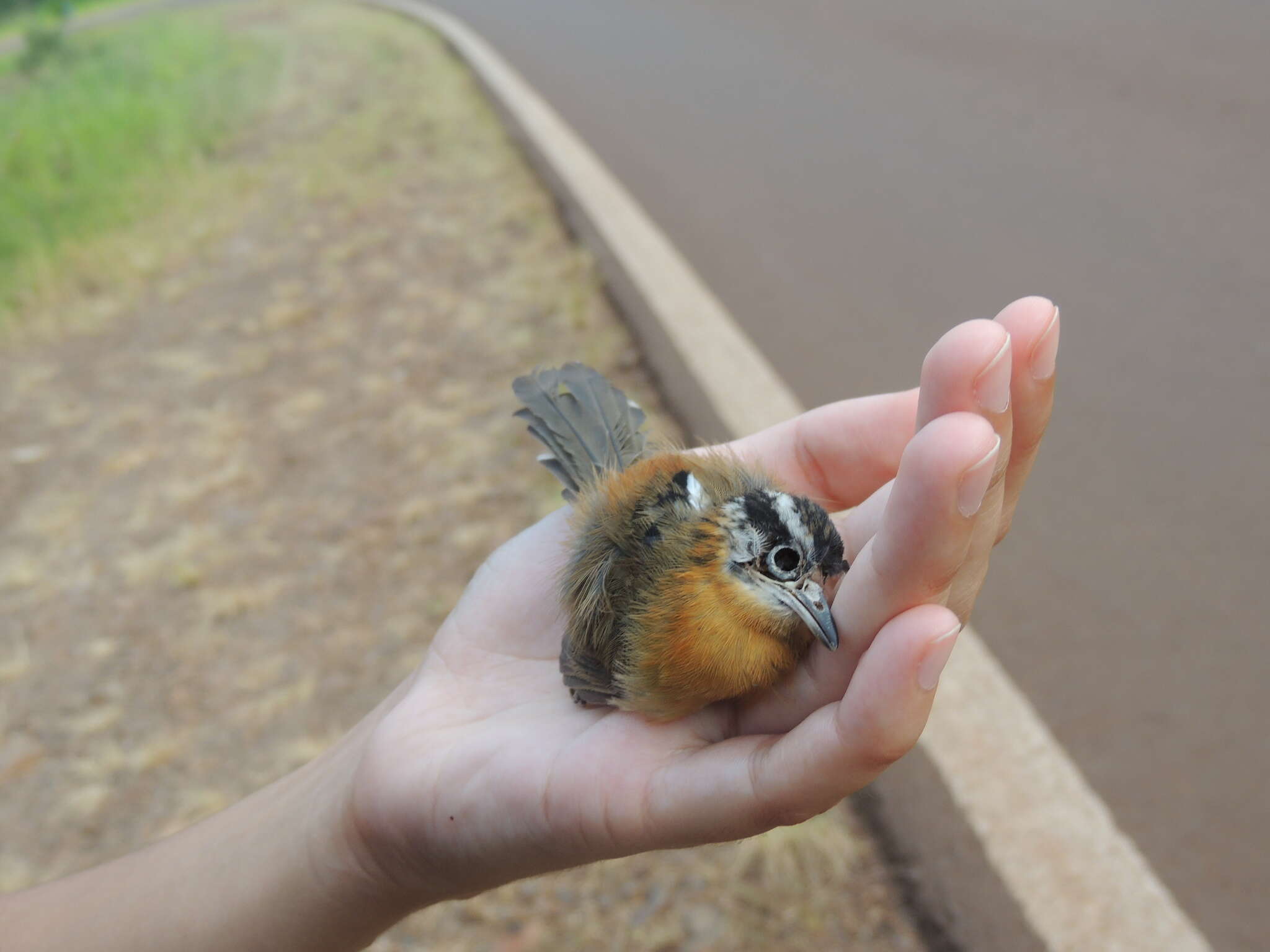 Image of Rufous-winged Antwren