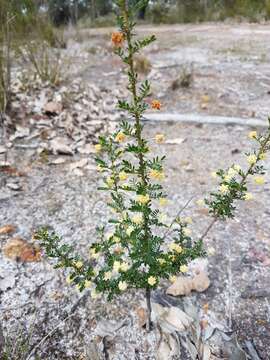 Image of Acacia browniana H. L. Wendl.