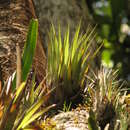 Tillandsia orogenes Standl. & L. O. Williams resmi