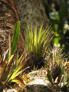 Image of Tillandsia orogenes Standl. & L. O. Williams