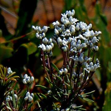 Image of Conospermum taxifolium C. F. Gaertner