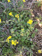 Image of Lescur's bladderpod