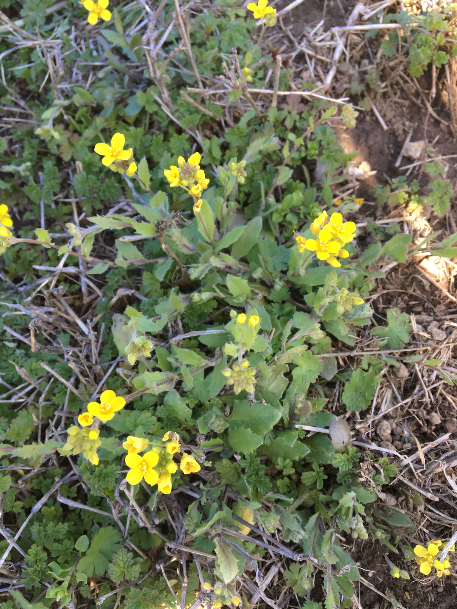 Image of Lescur's bladderpod