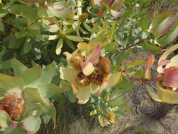 Image of Spicy conebush