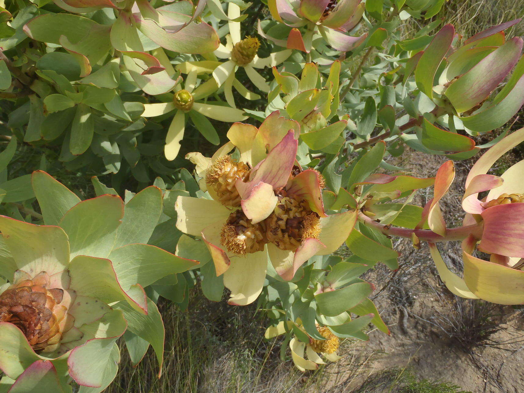 Image of spicy conebush