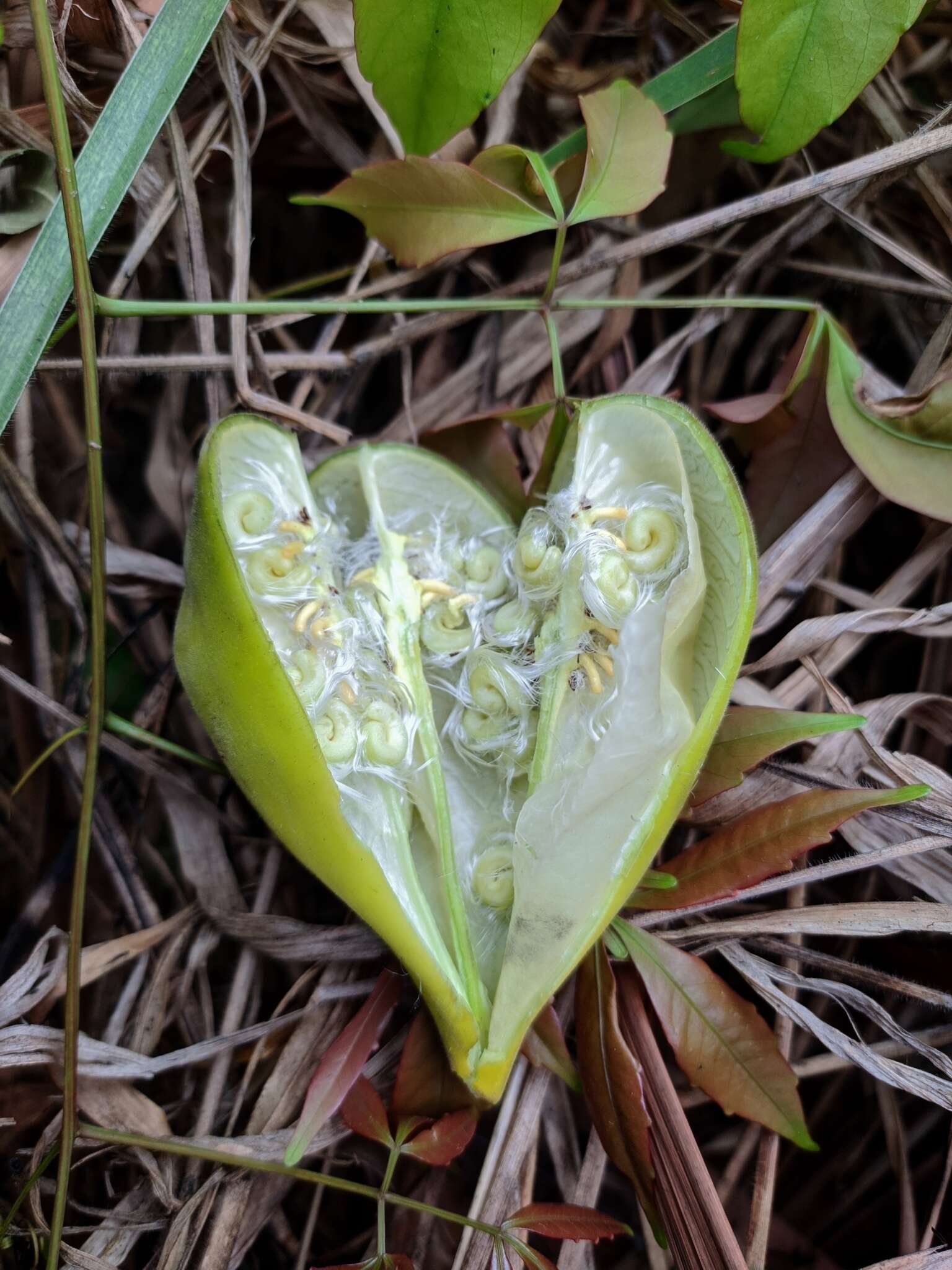 Imagem de Cochlospermum orinocense (Kunth) Steud.