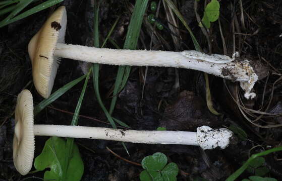 Image de Amanita contui Bon & Courtec. 1989