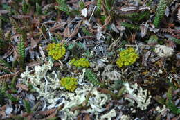 Image of Yukon podistera