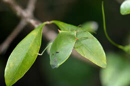 Plancia ëd Loxa flavicollis (Drury 1773)