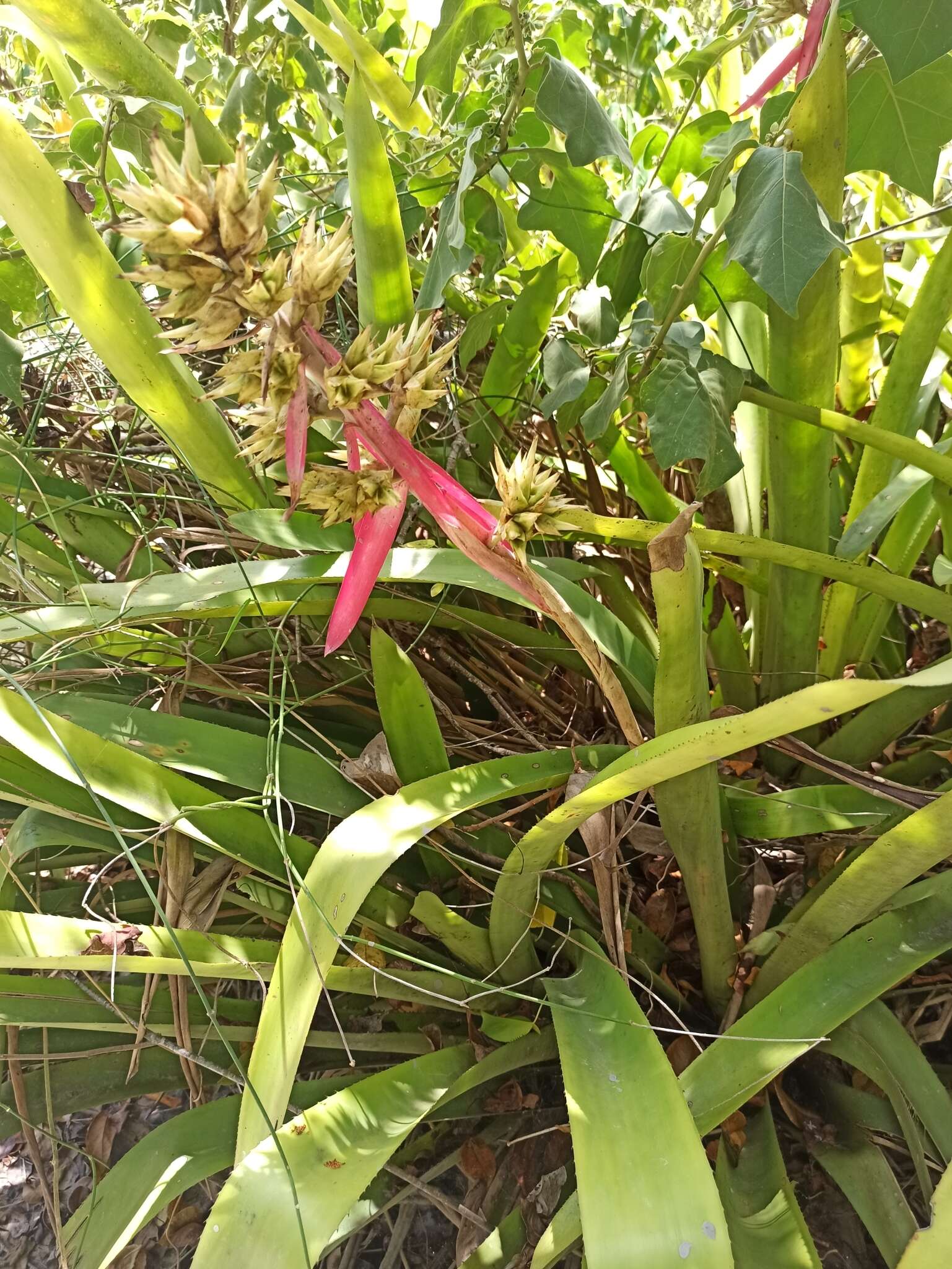 Image de Aechmea aquilega (Salisb.) Griseb.