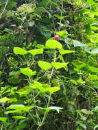 Image de Passiflora rubra L.