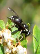 Image of Vespula consobrina (de Saussure 1854)