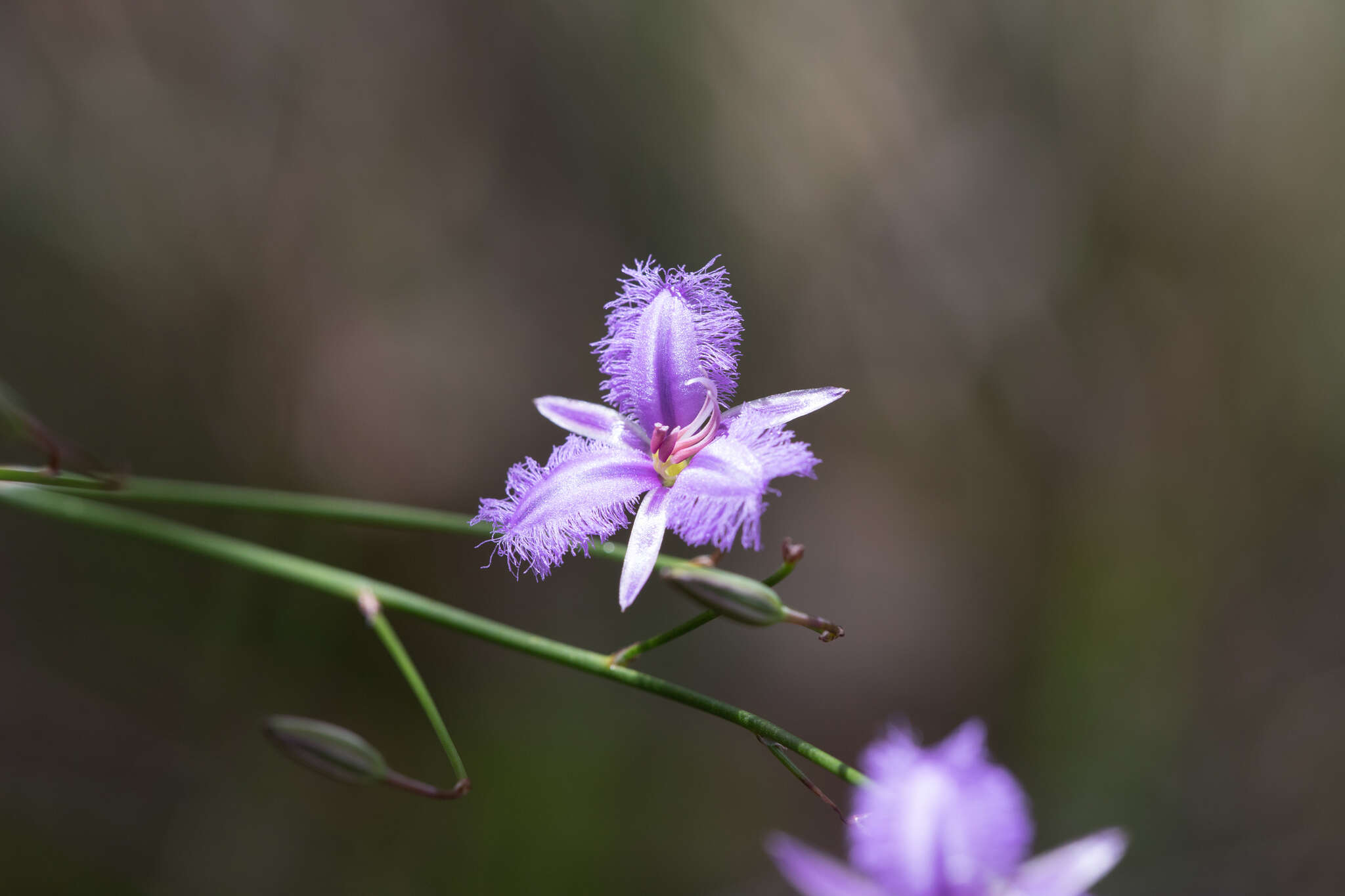 Слика од Thysanotus racemoides Sirisena, T. D. Macfarl. & Conran