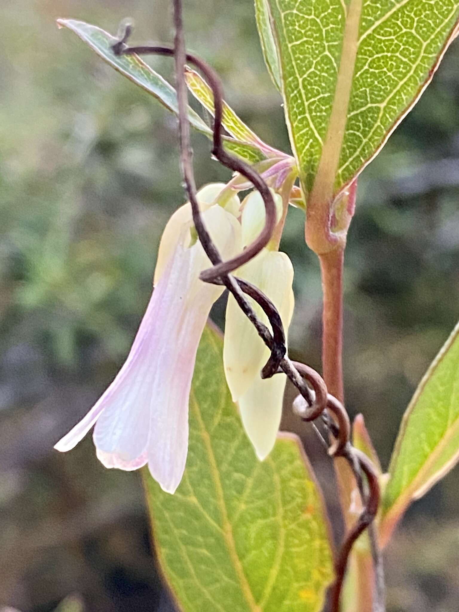 Imagem de Billardiera coriacea Benth.