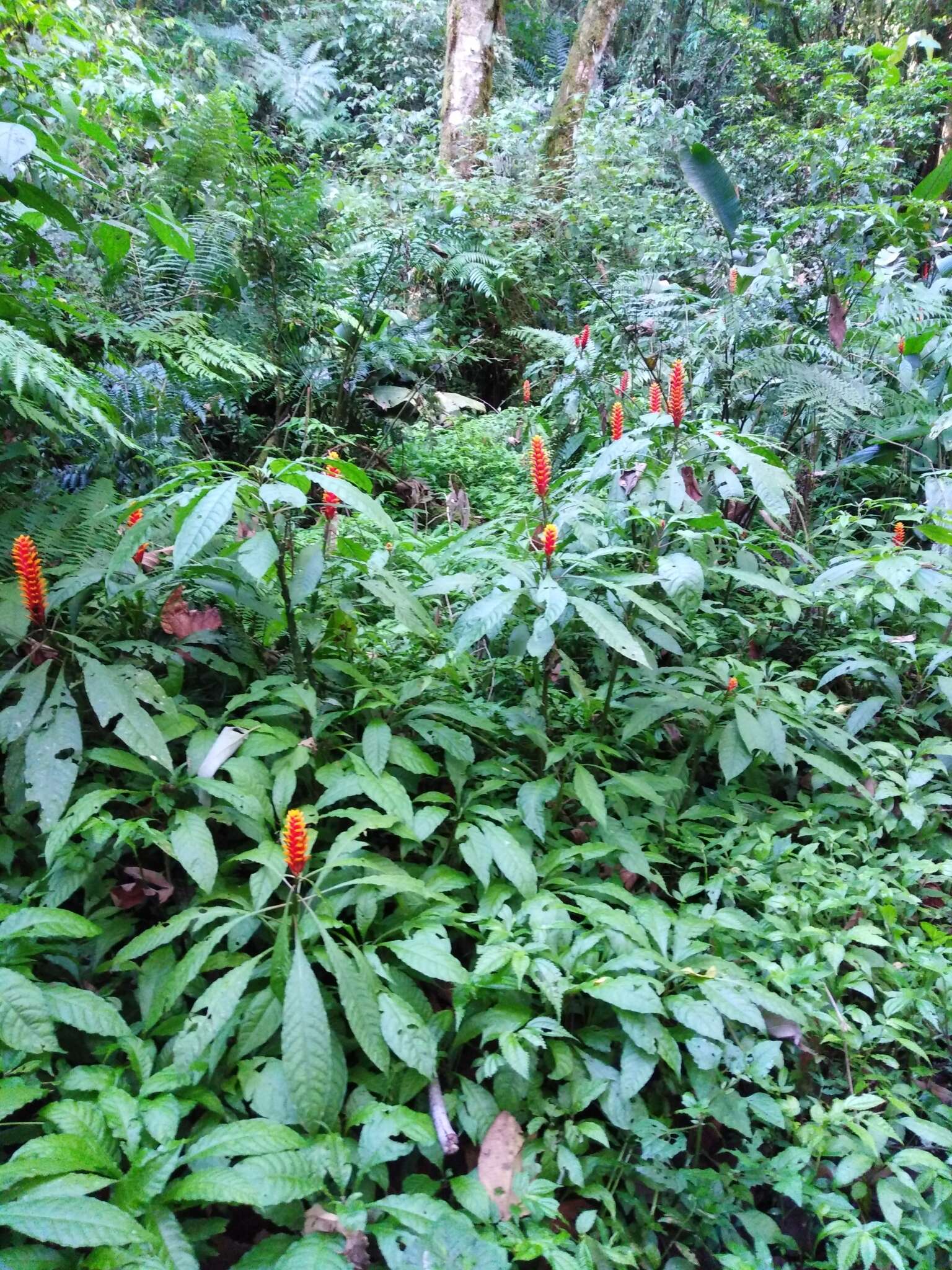 Image de Aphelandra liboniana Linden