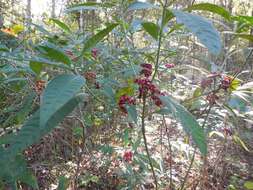 Image of shortleaf wild coffee