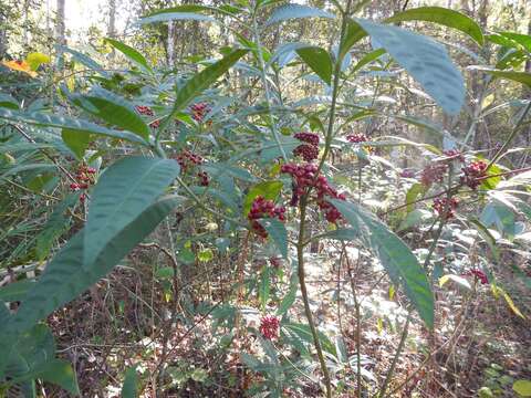 صورة Psychotria tenuifolia Sw.