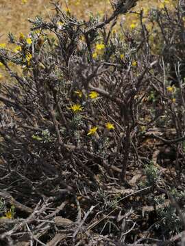 Image of Oedera glandulosa (Thunb.) N. G. Bergh