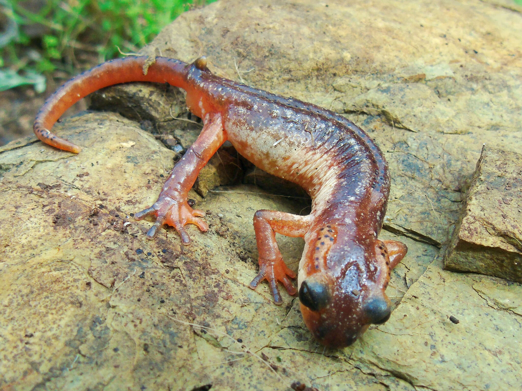 Image of Bay Lycian Salamander