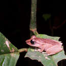 Image of Pseudophilautus stictomerus (Günther 1876)