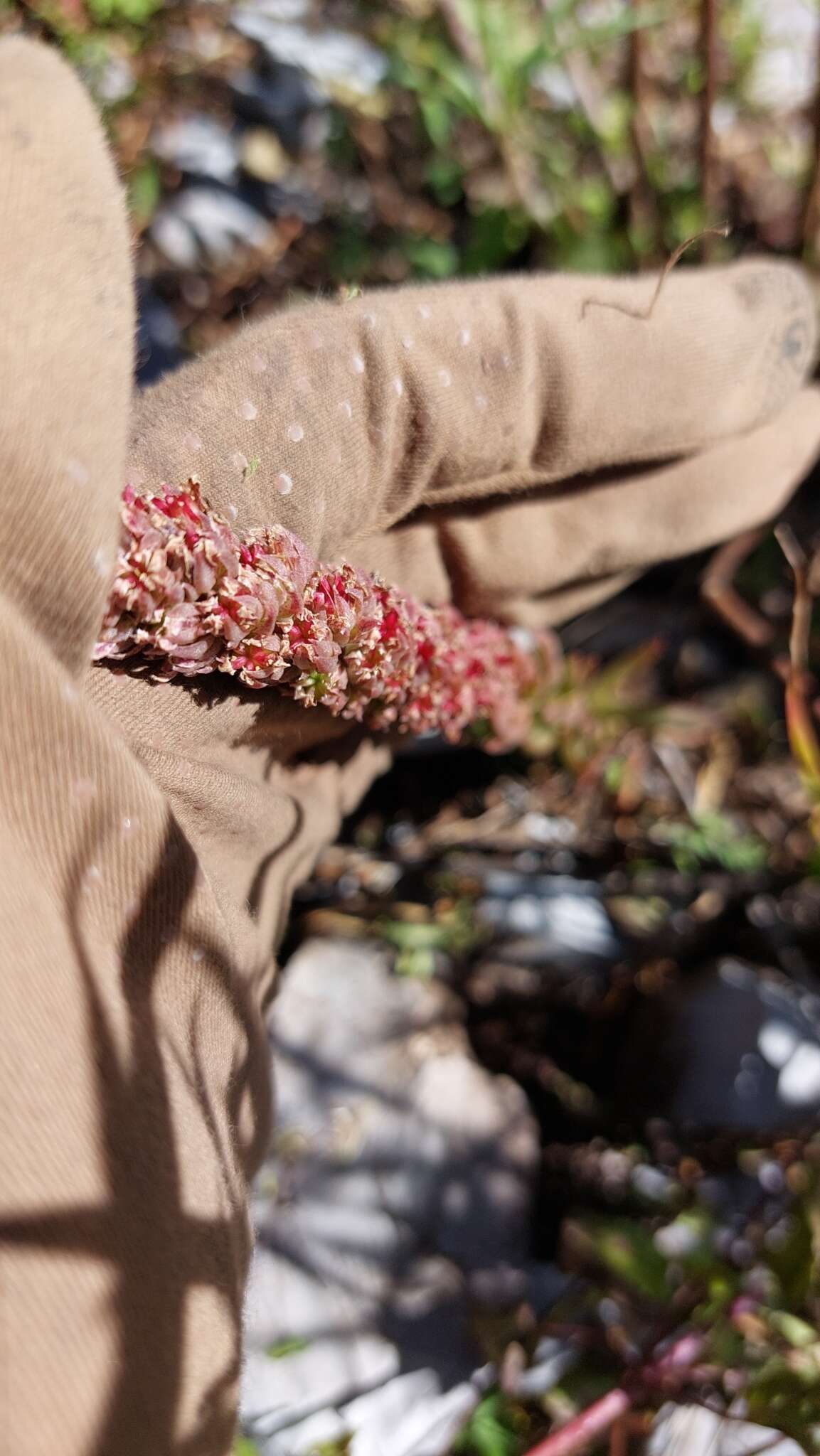 Image of Villadia aristata R. Moran