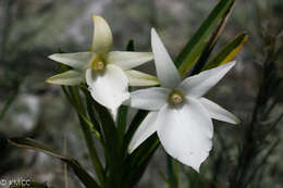 Image of Angraecum protensum Schltr.