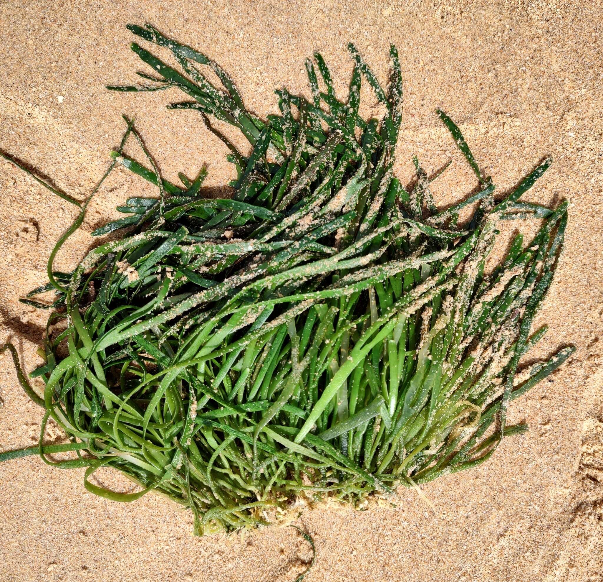 Image of Caulerpa filiformis