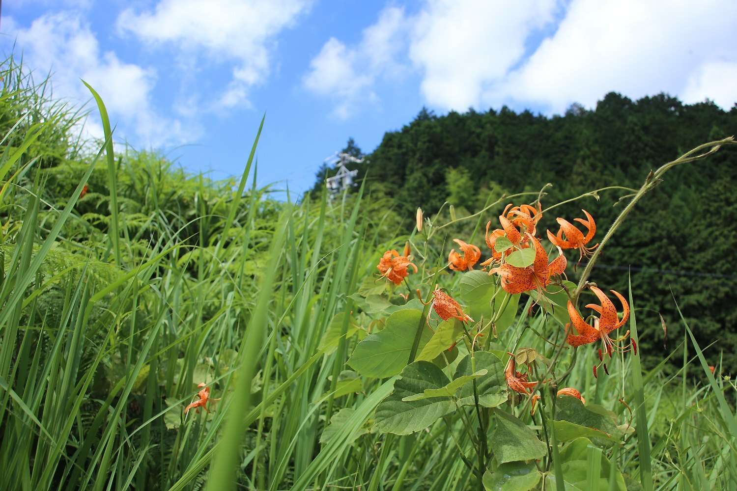 Image of Lilium leichtlinii var. maximowiczii (Regel) Baker