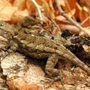 Image of Sceloporus clarkii boulengeri Stejneger 1893