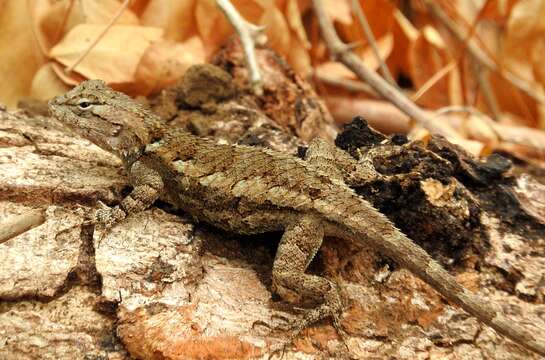 Image of Sceloporus clarkii boulengeri Stejneger 1893