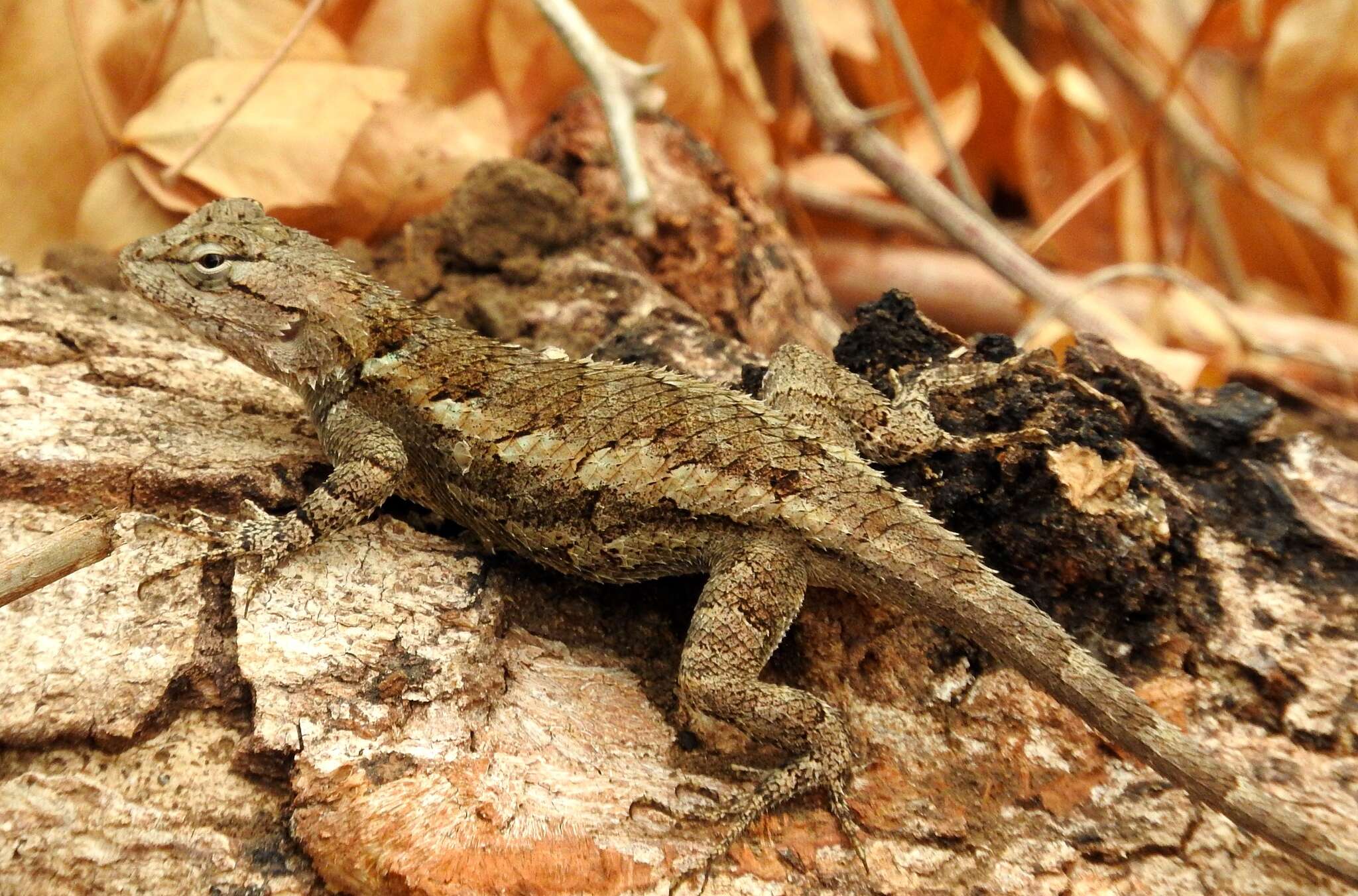 Image of Sceloporus clarkii boulengeri Stejneger 1893