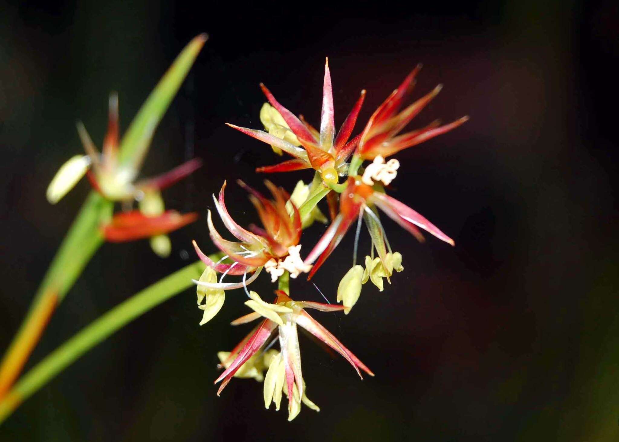 Слика од Anarthria prolifera R. Br.