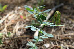 Plancia ëd Coronilla coronata L.