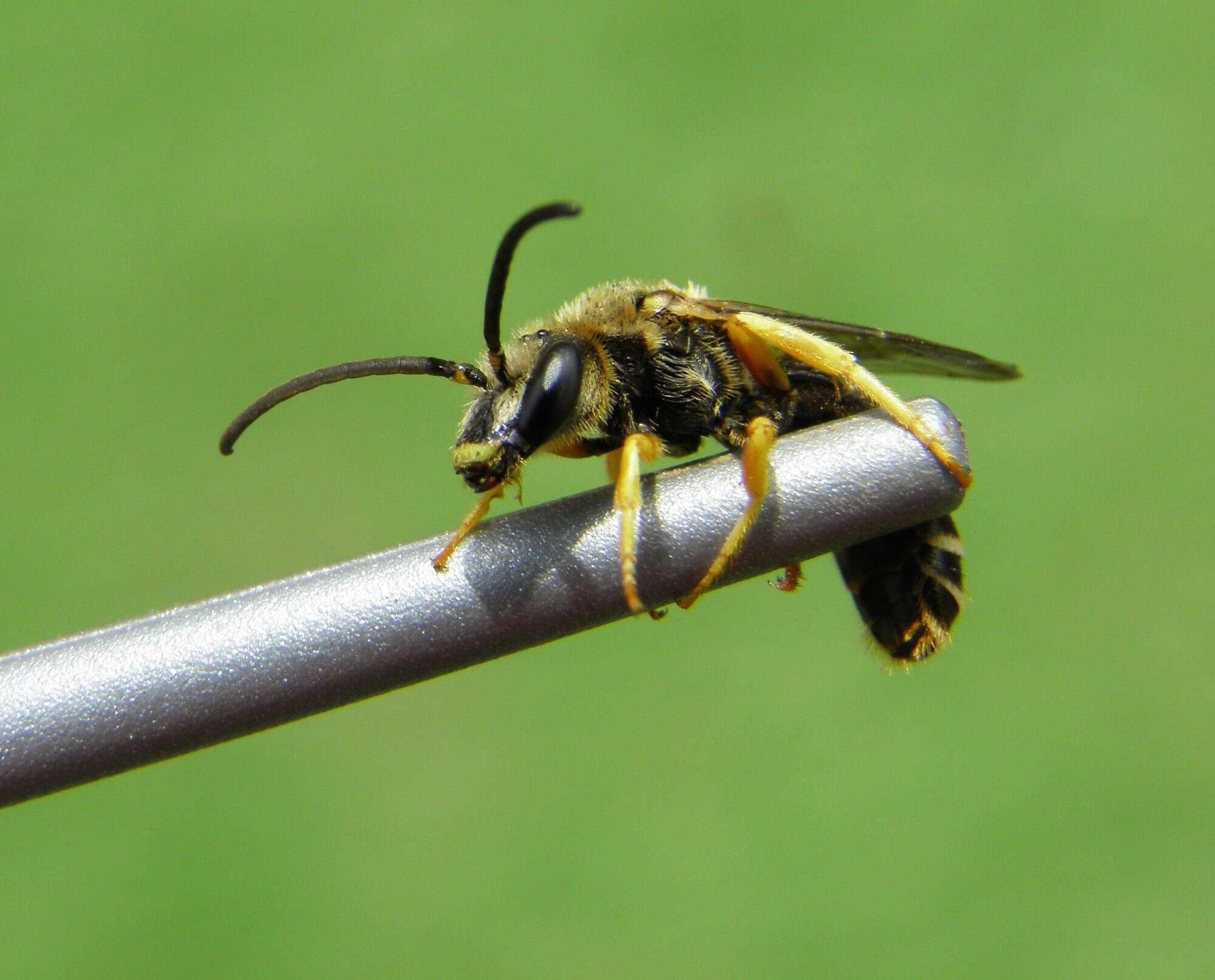 Halictus fulvipes (Klug 1817)的圖片