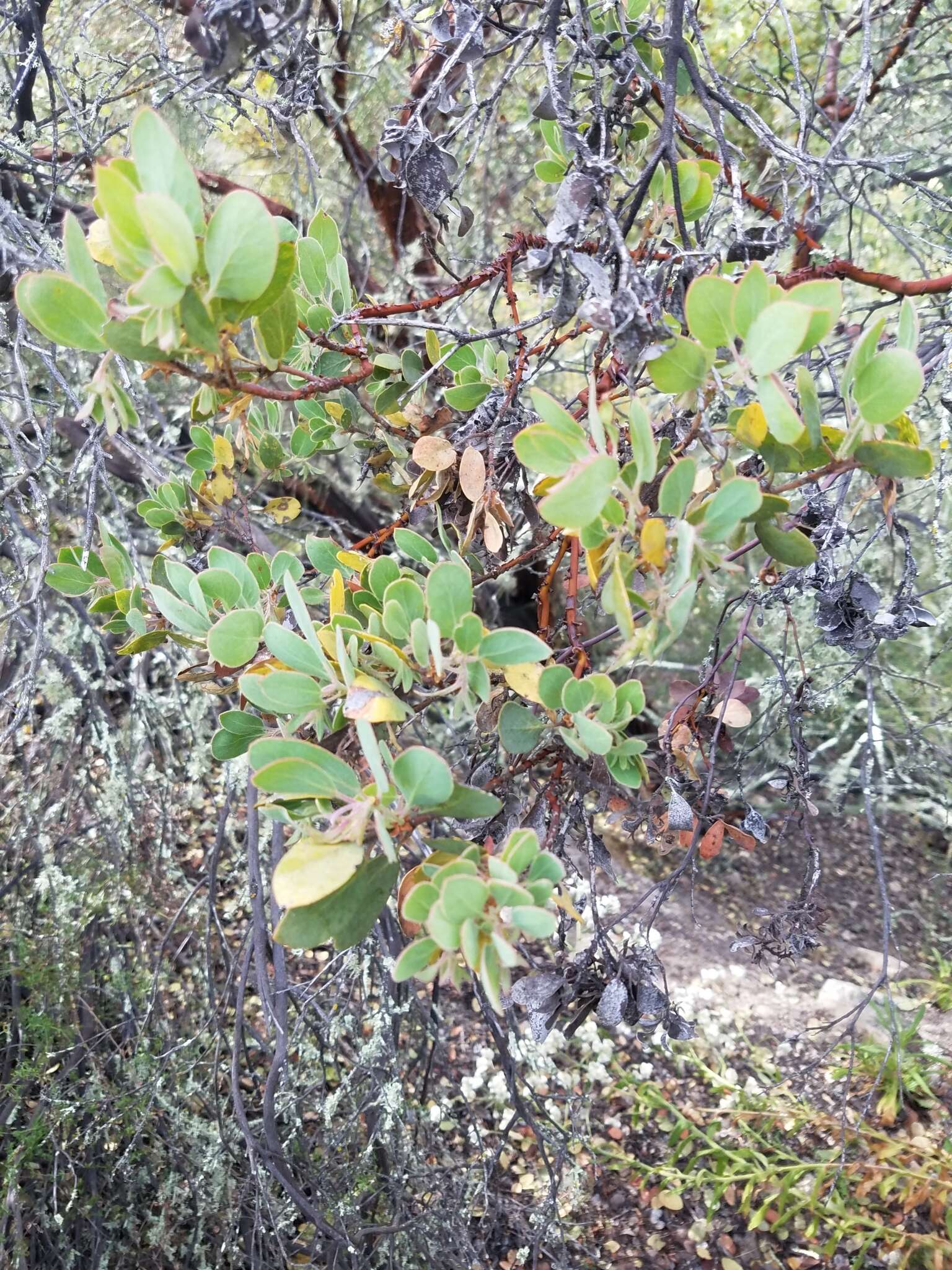 Image of La Panza manzanita