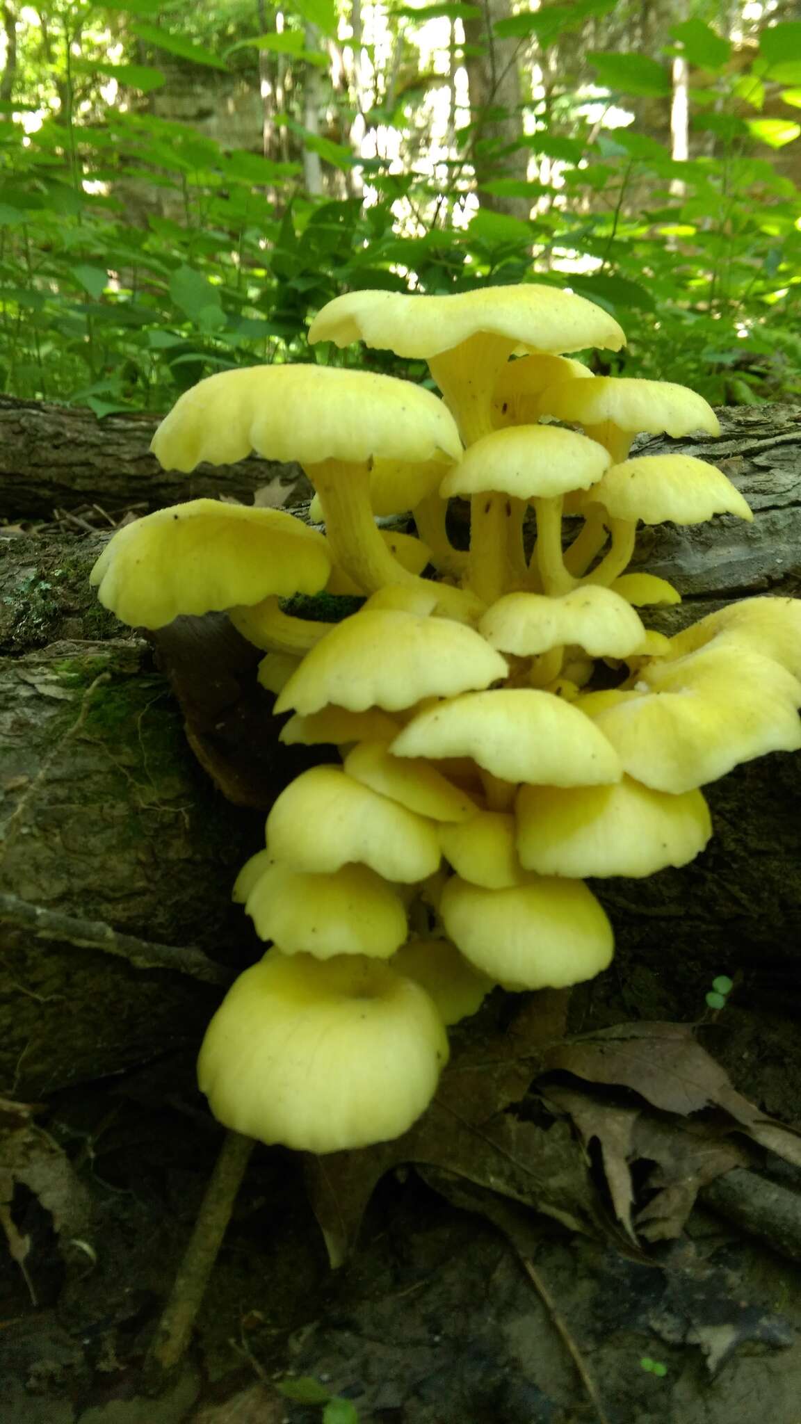 Pleurotus citrinopileatus Singer 1942 resmi