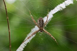 Image of Argiope dang Jäger & Praxaysombath 2009