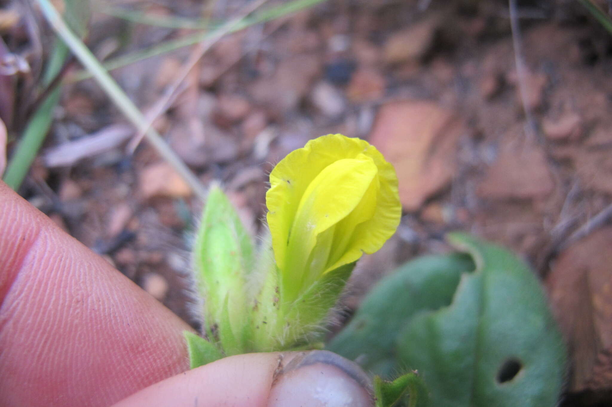 Image de Pearsonia obovata (Schinz) Polhill