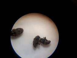 Hylesinus aculeatus Say 1824 resmi