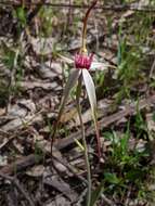 Image of Caladenia behrii Schltdl.