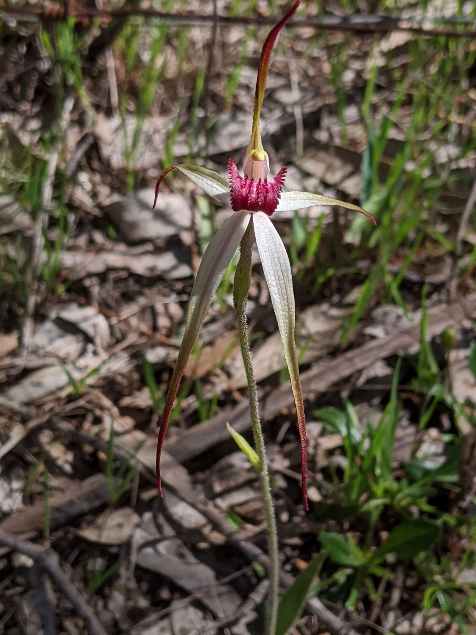 Image of Caladenia behrii Schltdl.