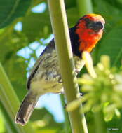 صورة Batis capensis hollidayi Clancey 1952