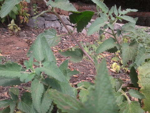 Image of Scrophularia calliantha Webb & Berth.