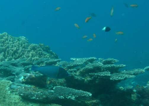 Image de Pycnochromis fieldi (Randall & Di Battista 2013)